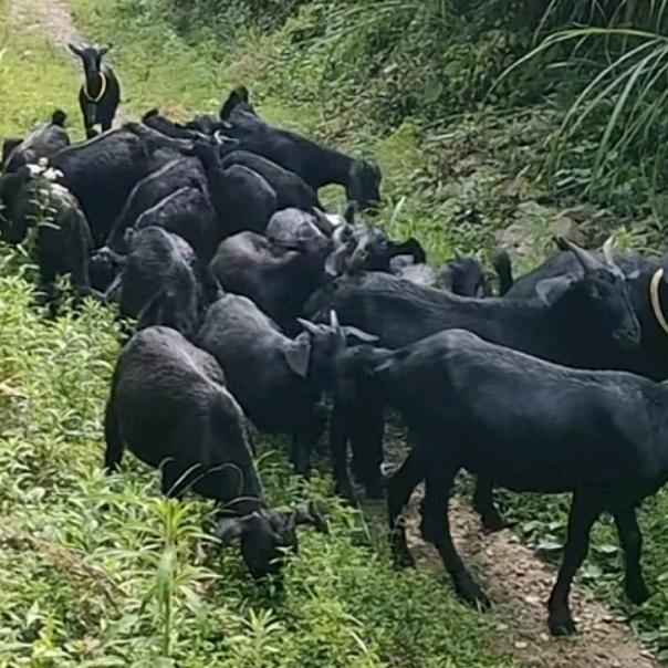 ℘言身寸ོ࿐原生态黑山羊