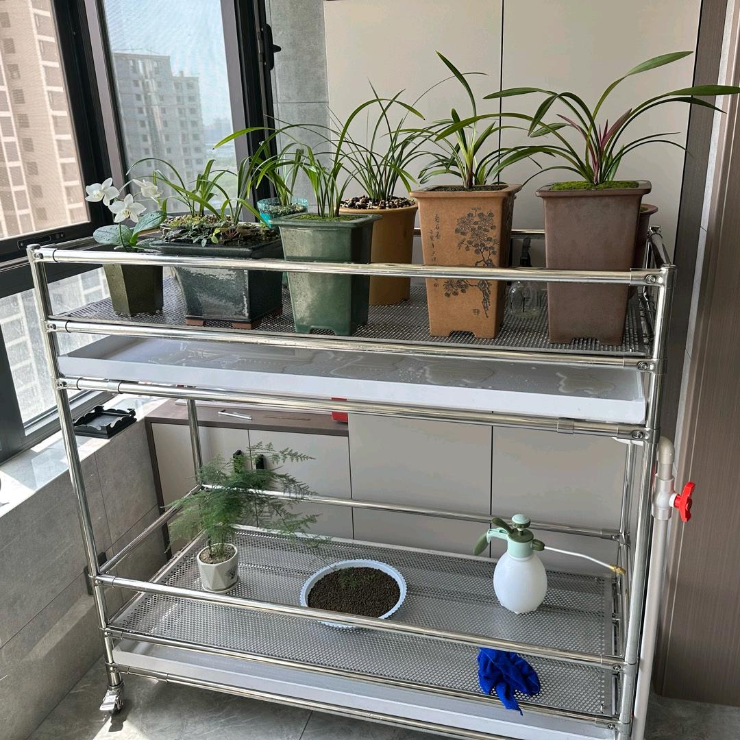 启点兰花君子兰花架貮号