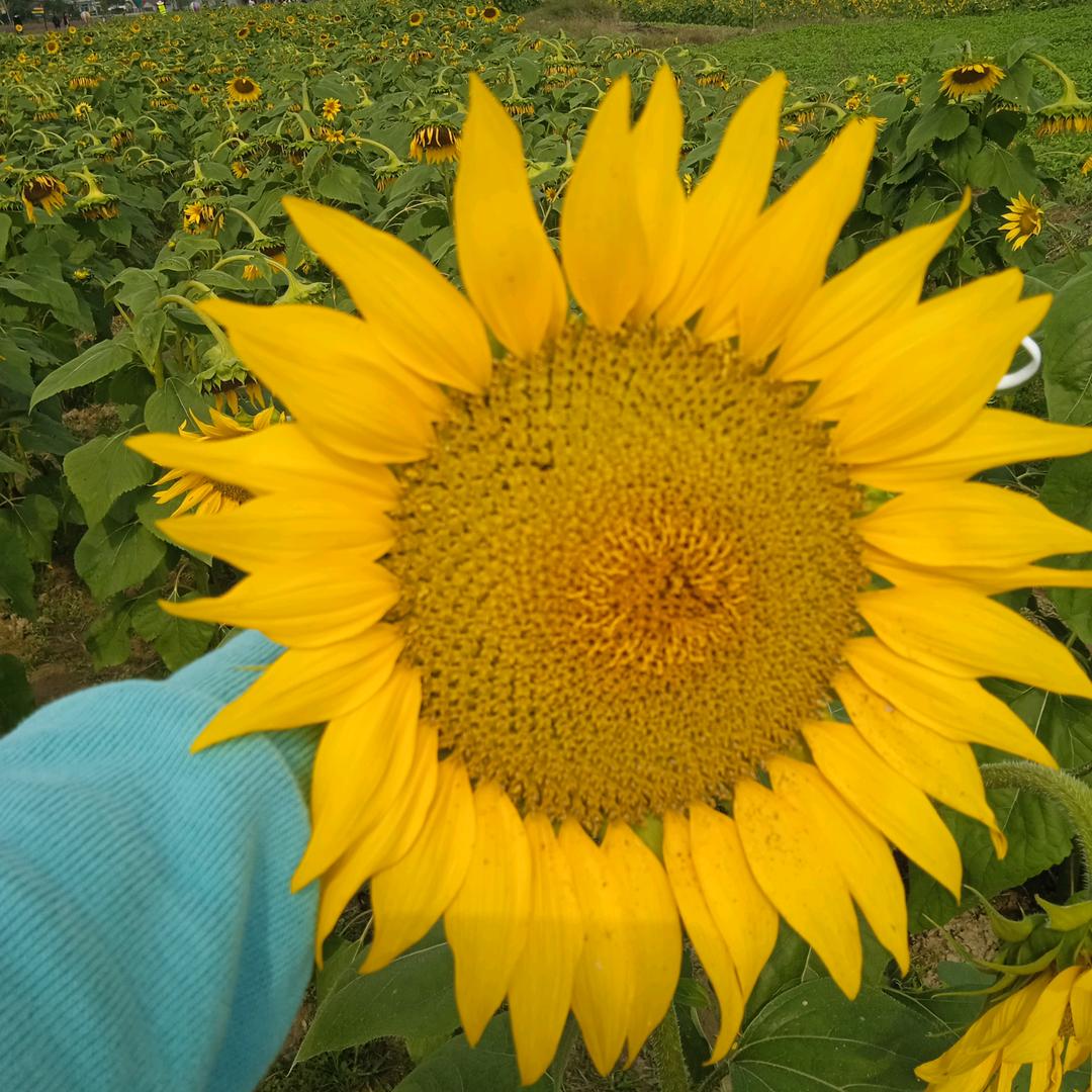 秋菊
