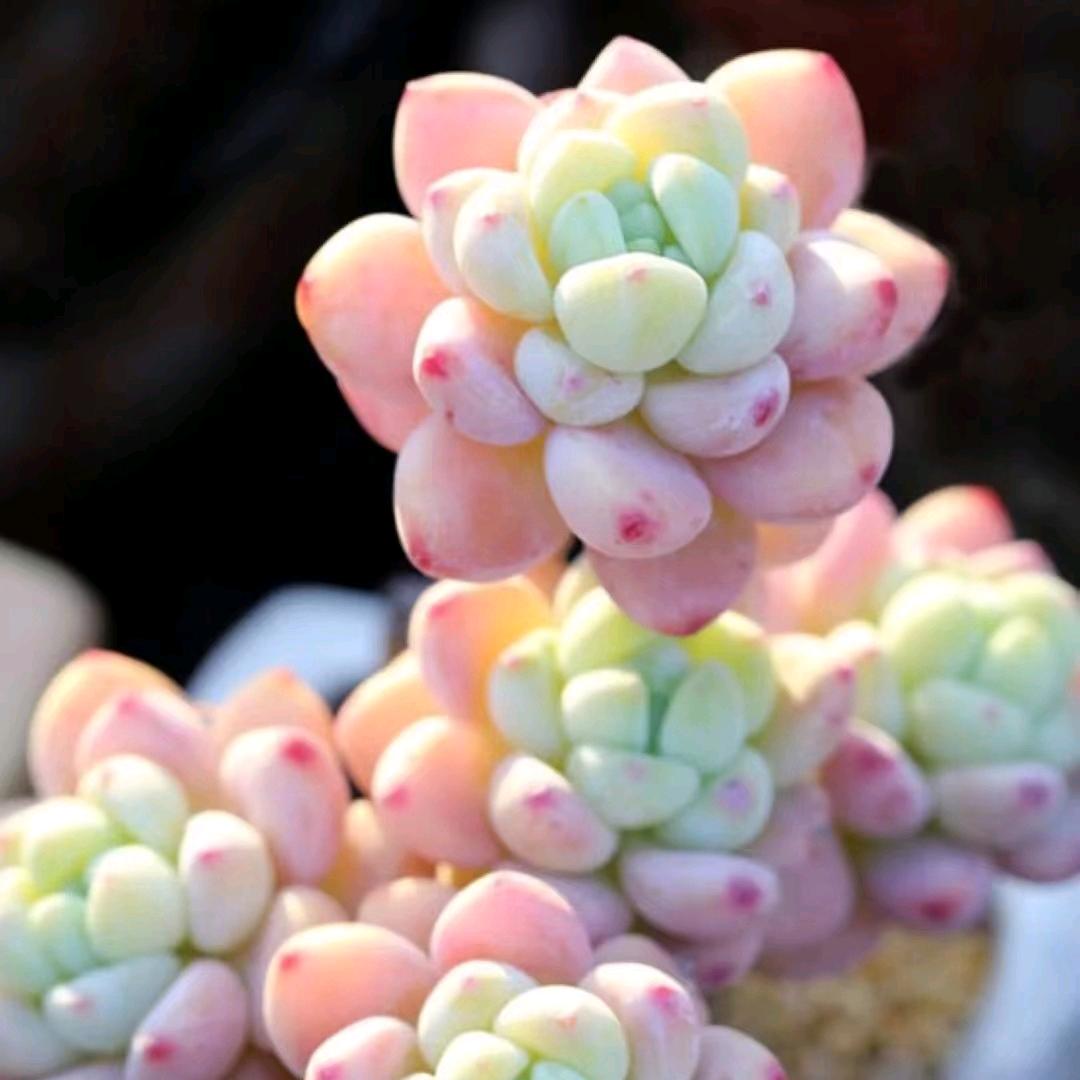绿洲花卉。