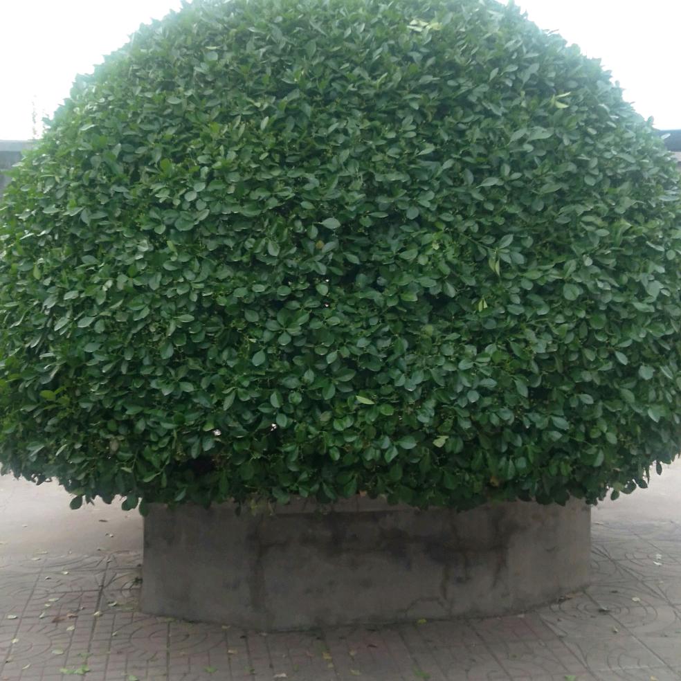 思念