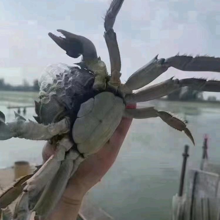 兴化下圩蟹业