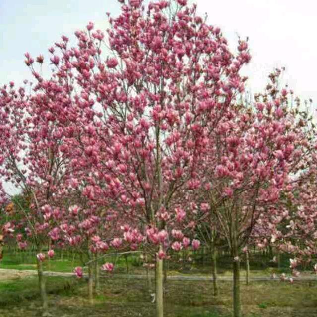 玉兰月季山茱萸