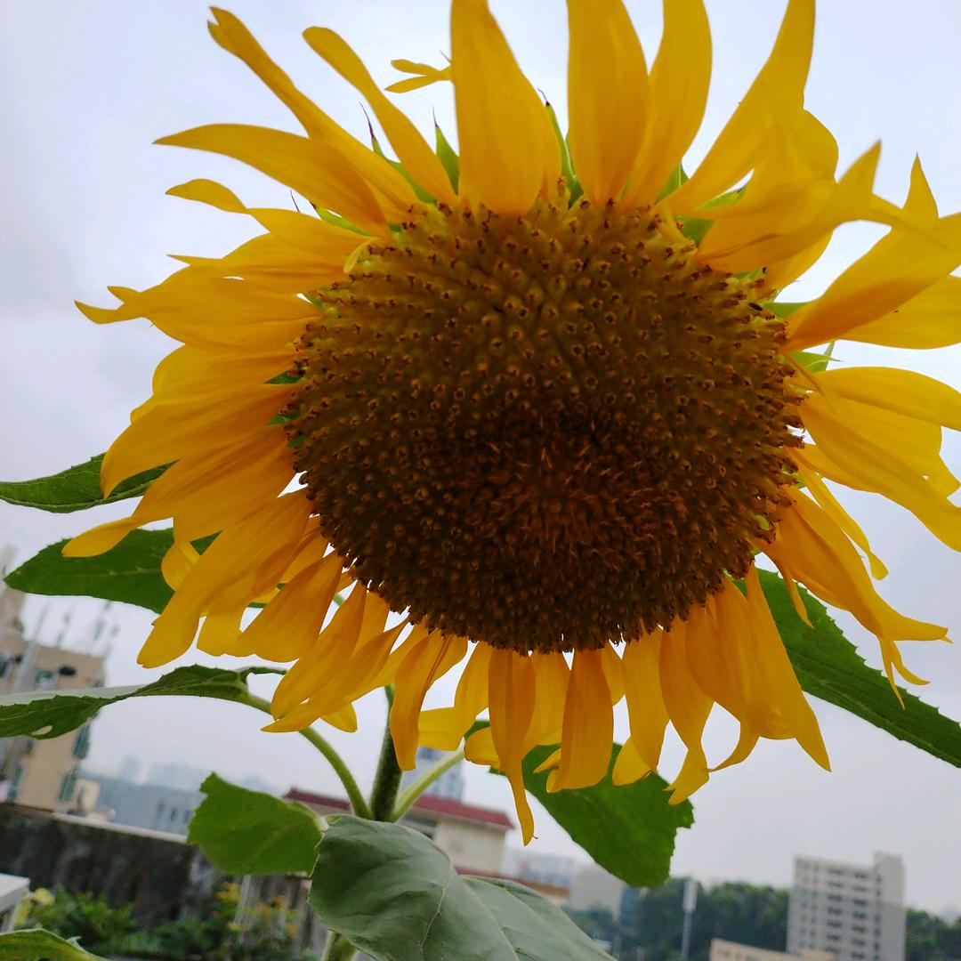 藕花
