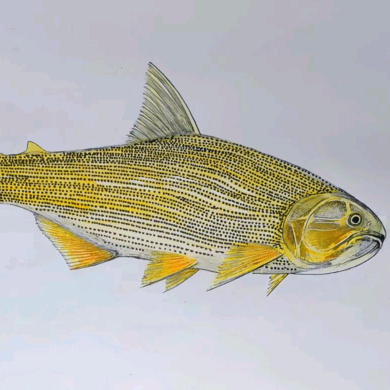 Dorado。