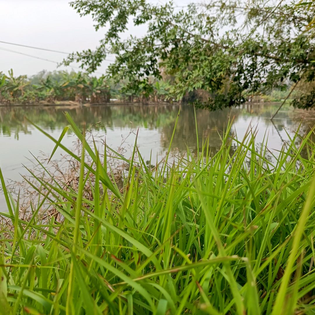 秋^0^月光下寄星