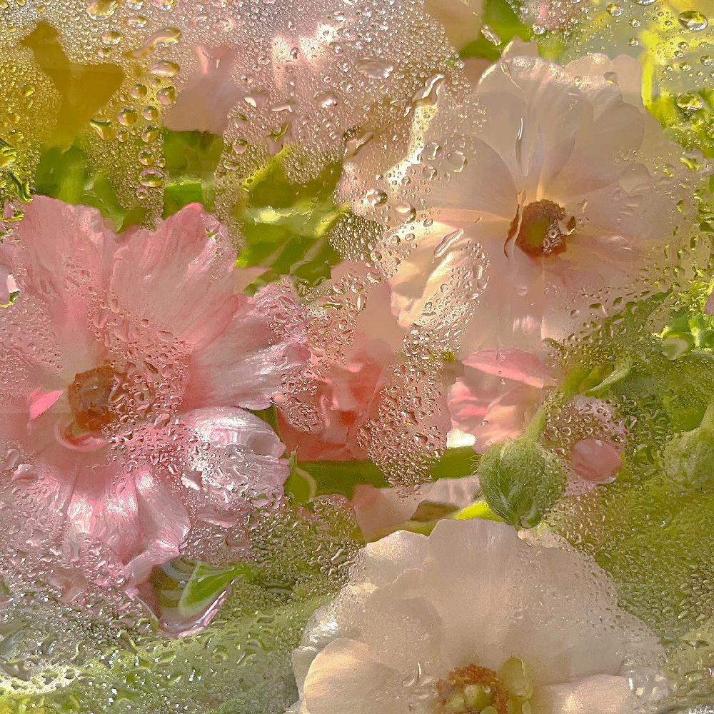 桃桃逃不掉(努力版)