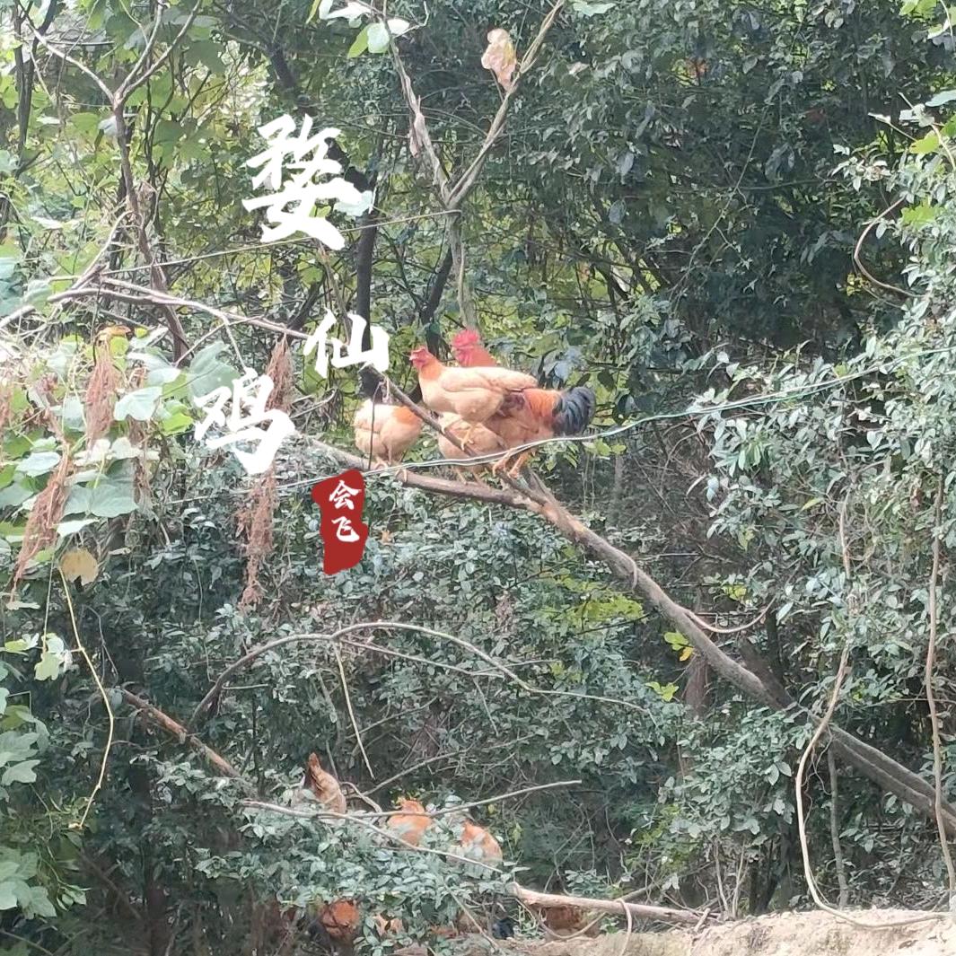 婺仙鸡会飞