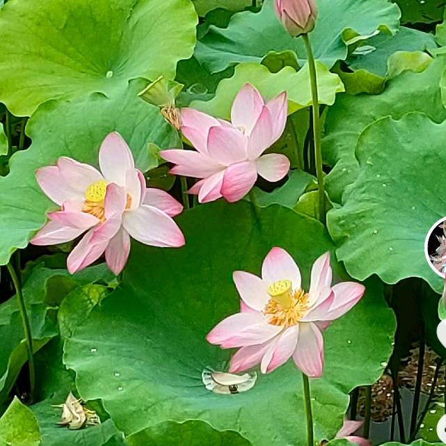 花开富贵🍀