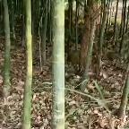 GJ部
