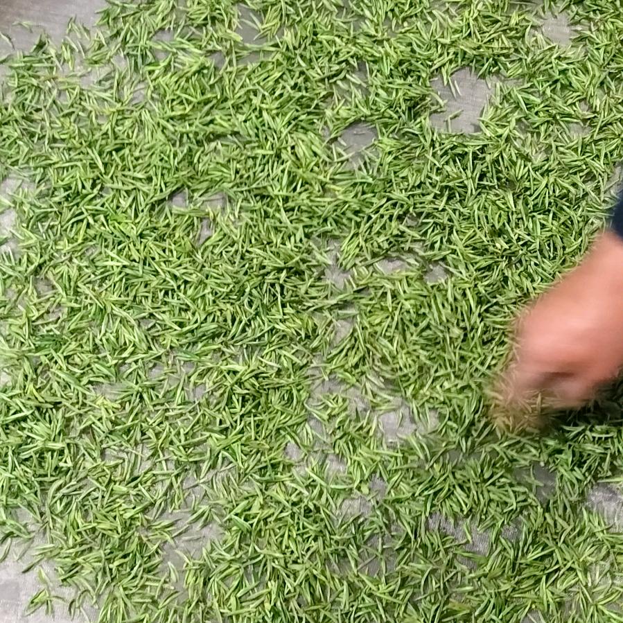 岳西成华茶厂，翠兰翠尖自家茶山自产自销