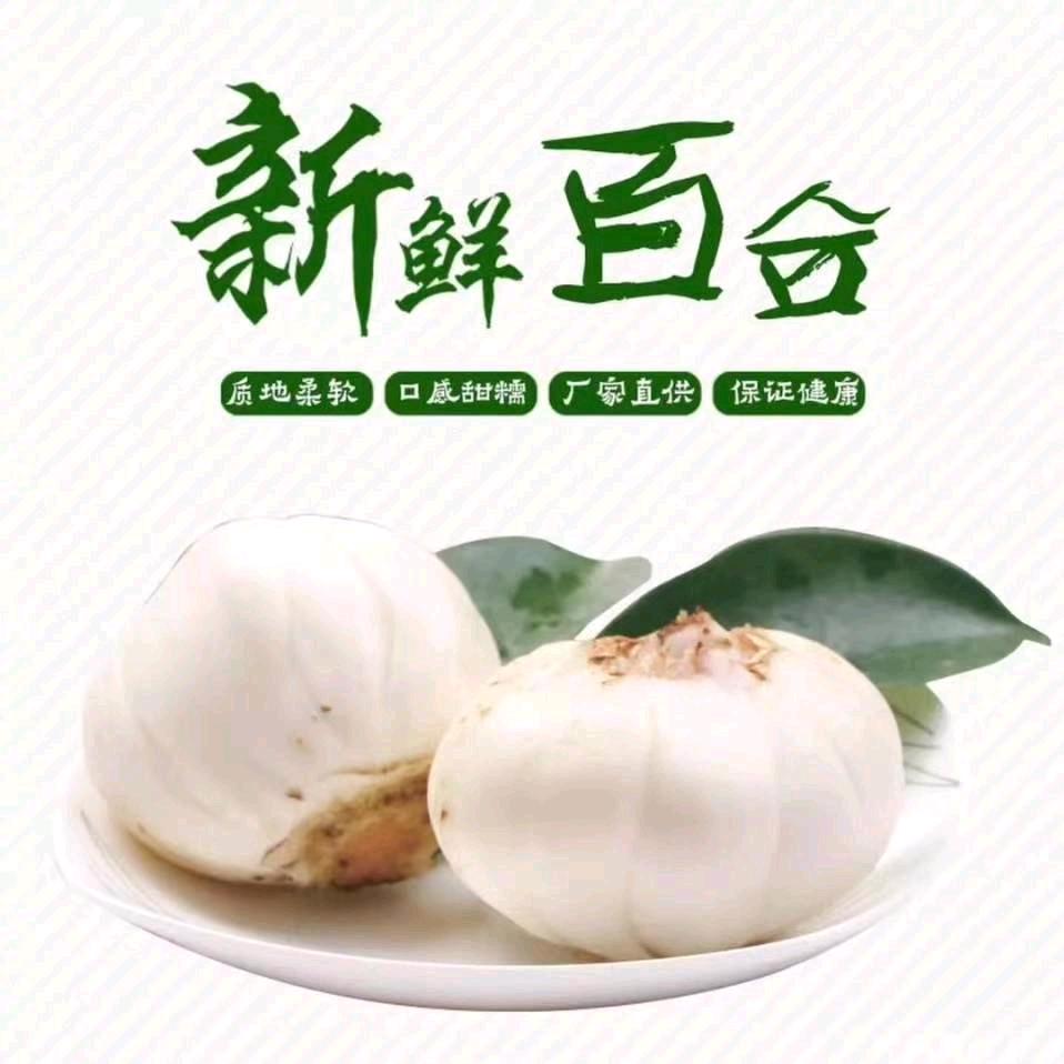 兰州鲜百合