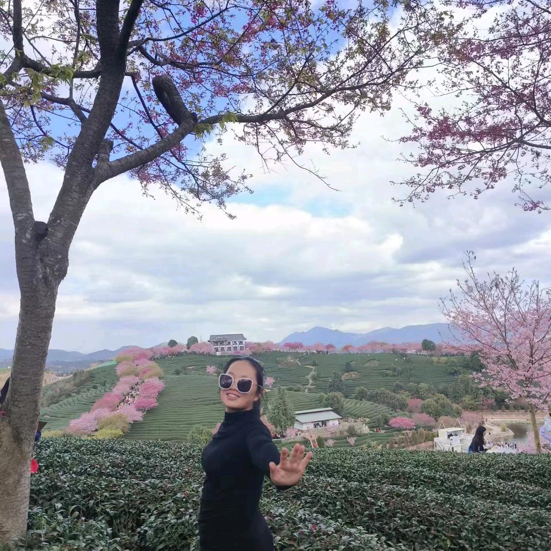 樱花盛开