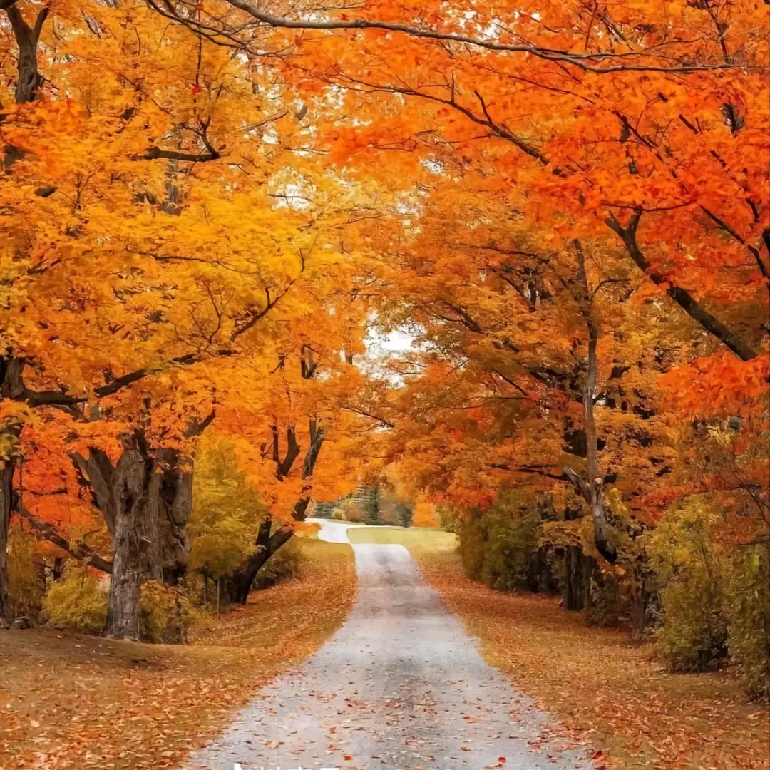 🐉✨✨.༄༊ོ࿆ྂཾ࿆舍得༊࿆༄℘