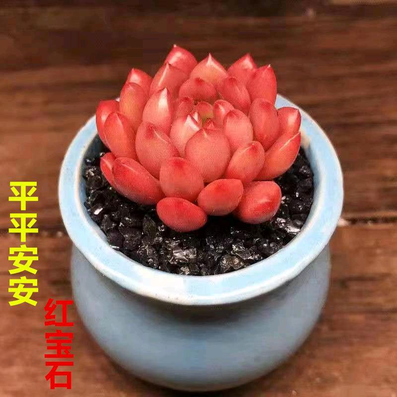 妮妮姐