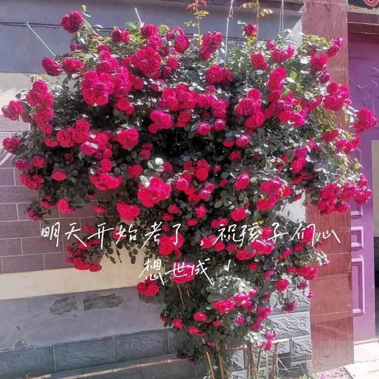 黄河岸人