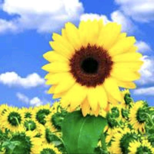 微笑向暖🌻