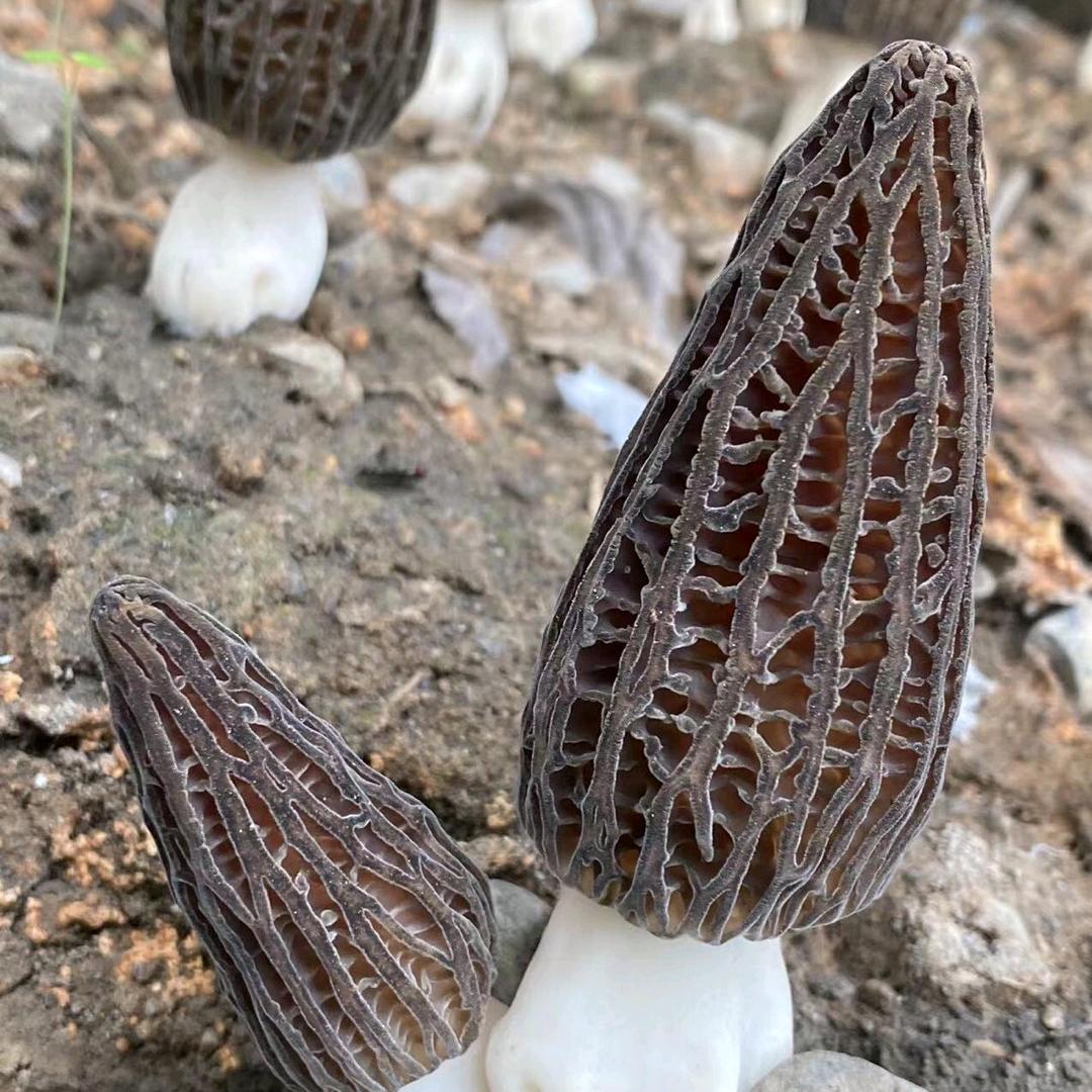 裕山食用菌成套设备