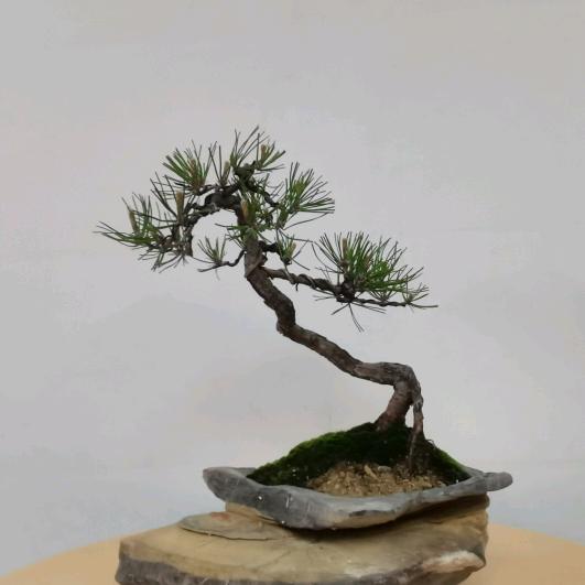 蓝岚绿植小蓝盆景