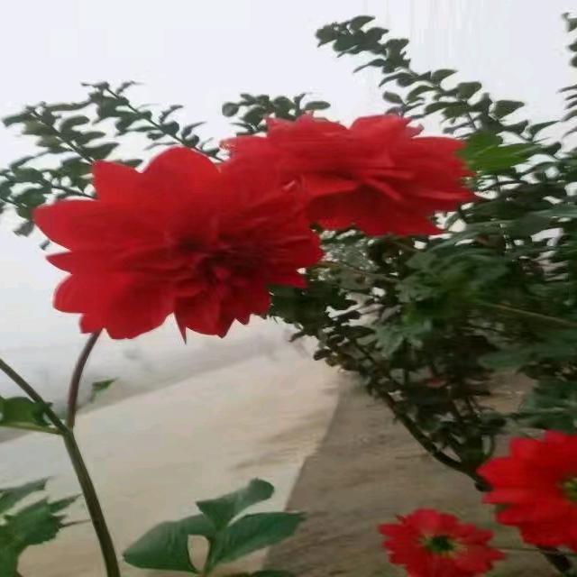 海尔专卖店(桃园店)