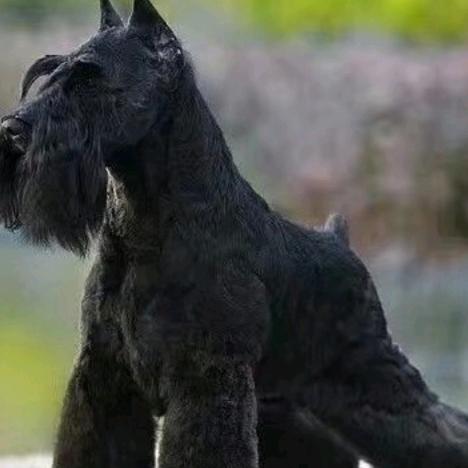 爱犬者