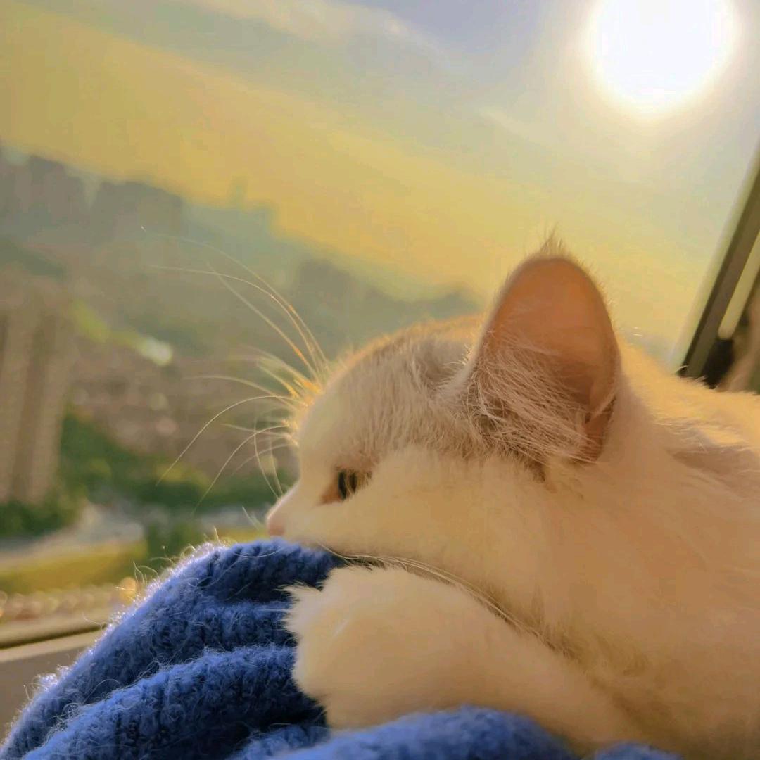 喜欢青皮竹林头像