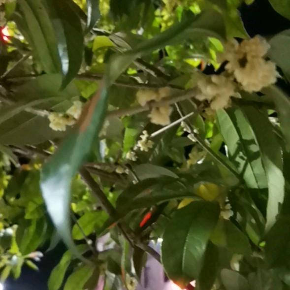 全州莱士单采血浆站军营男儿