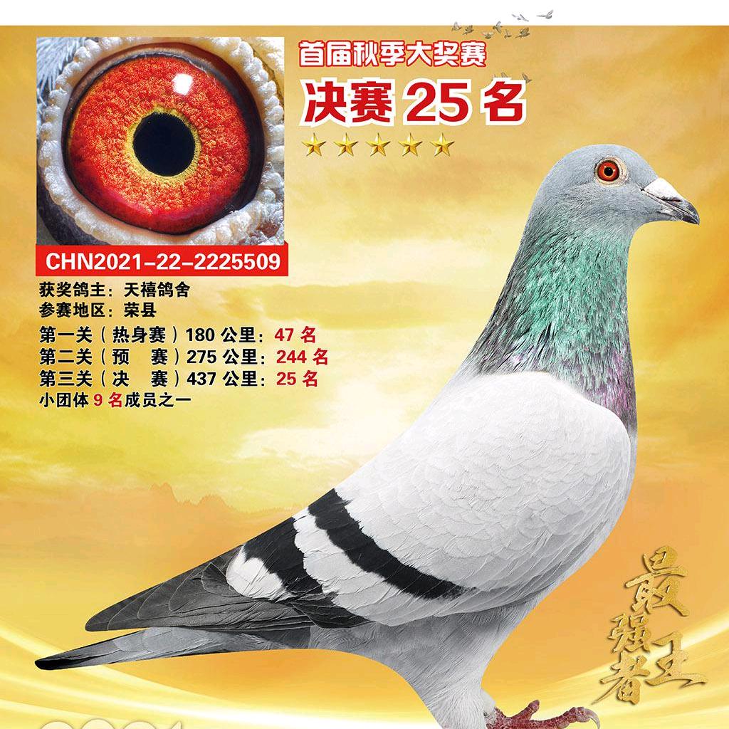 用户5782403679401天禧鸽舍