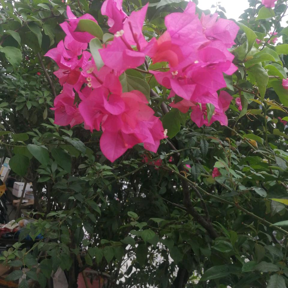 静好