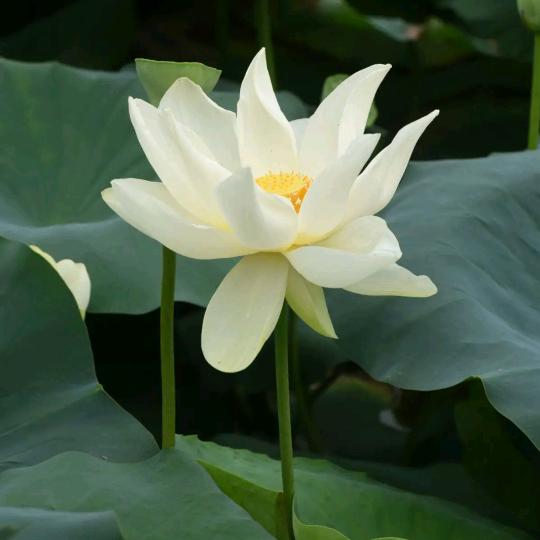 本心（兴炎-理）