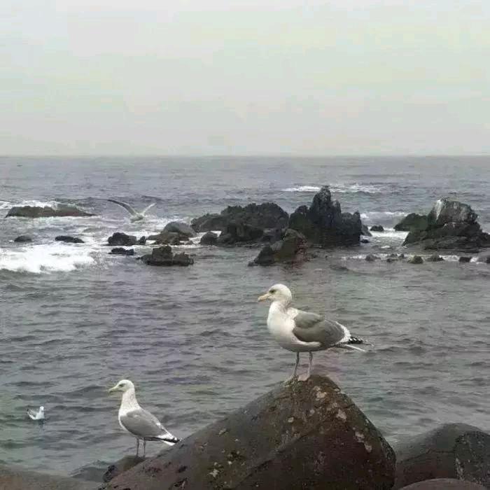 🌴🌹时光🌹🌴