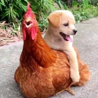 全网小可爱