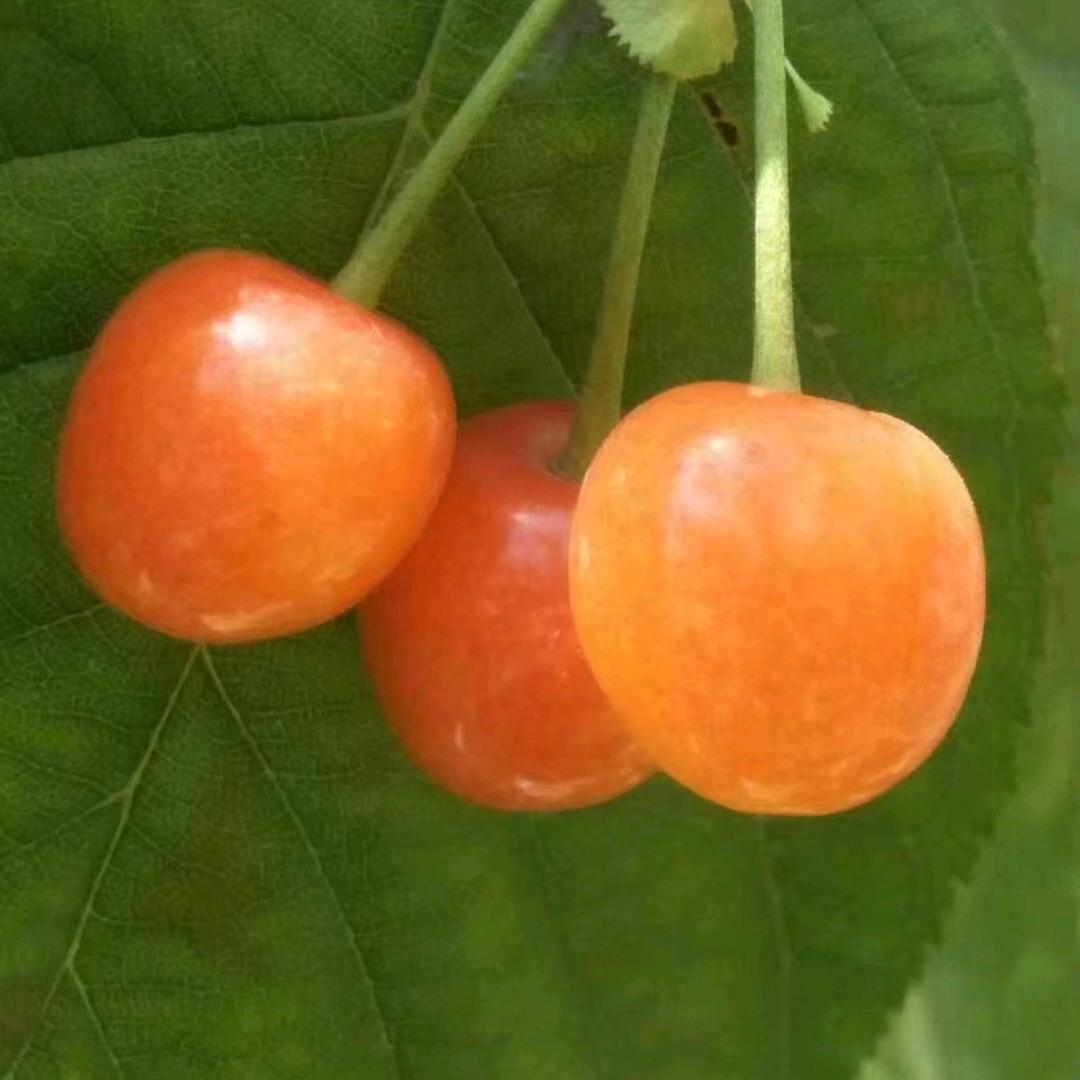 遇见胸小的，我才刷礼物