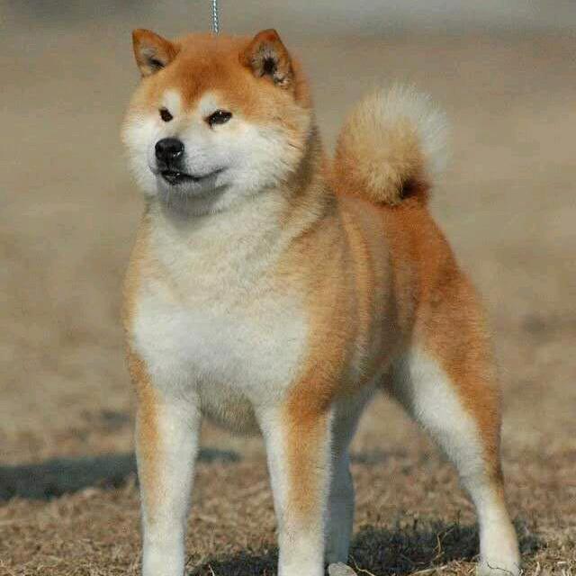 黑皮宠物会所