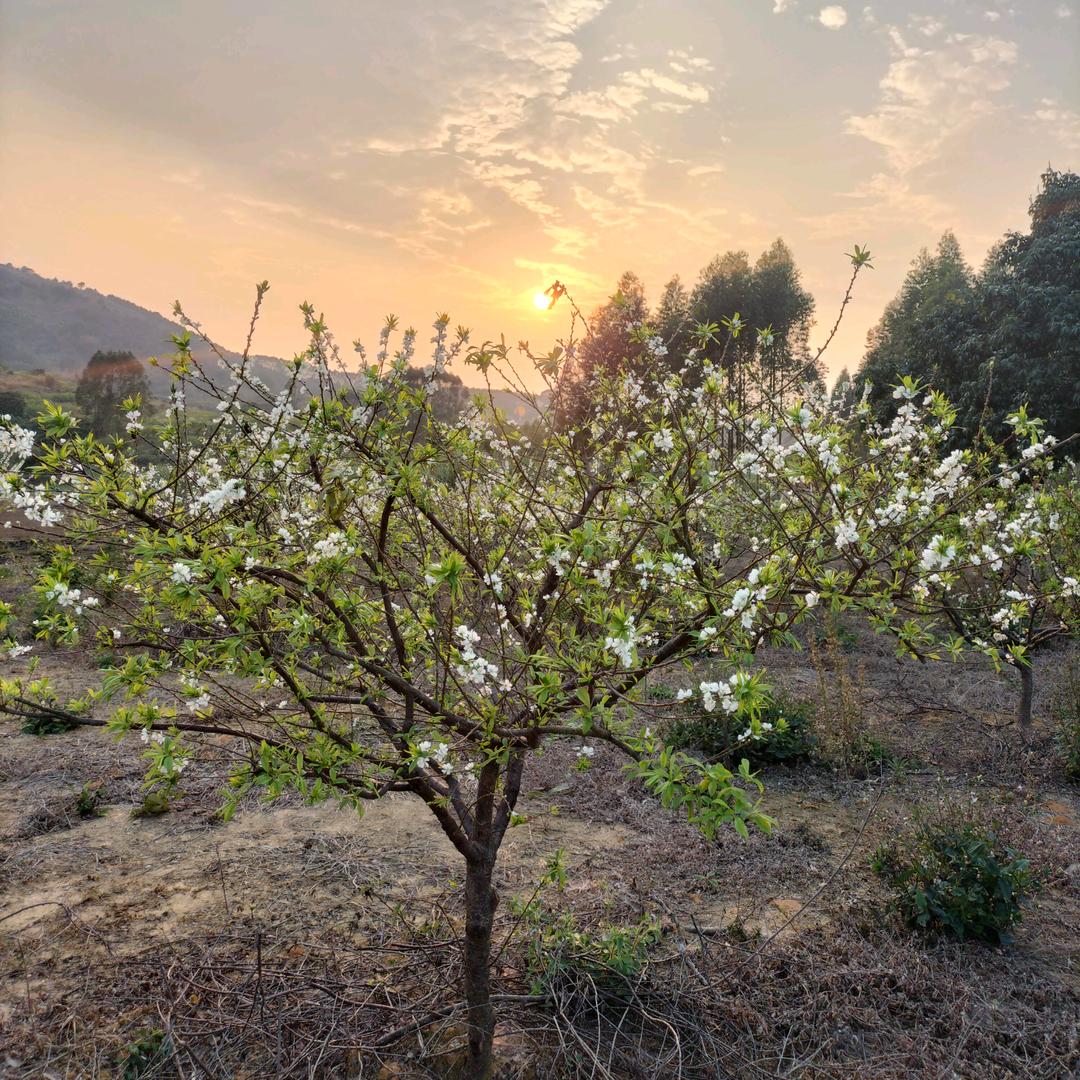 小小梁