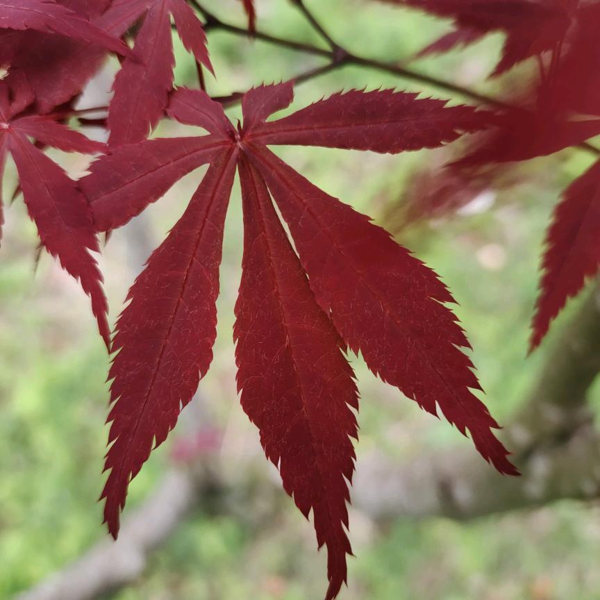 苏打不是苏打头像
