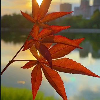 枫叶🍁了