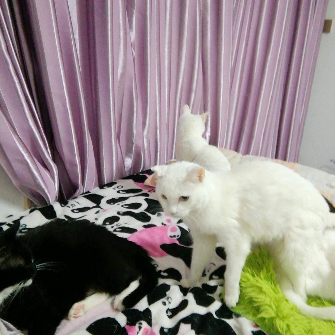猫猫猫猫头像