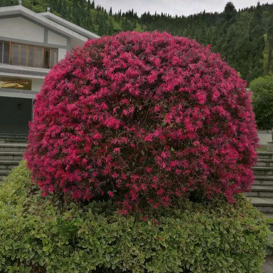 好运一生