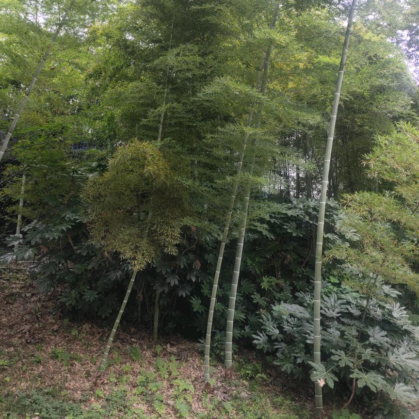 凯旋归来