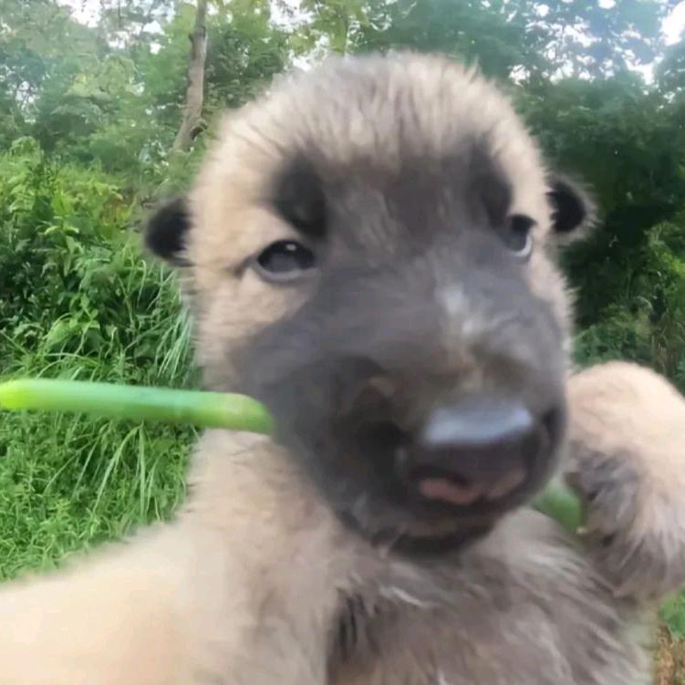 游走的鱼