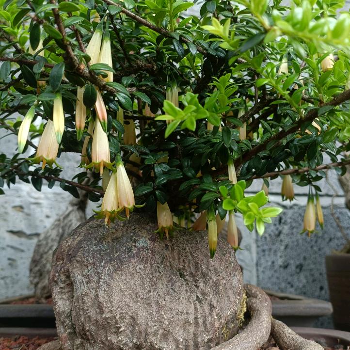 兰亭阁花卉