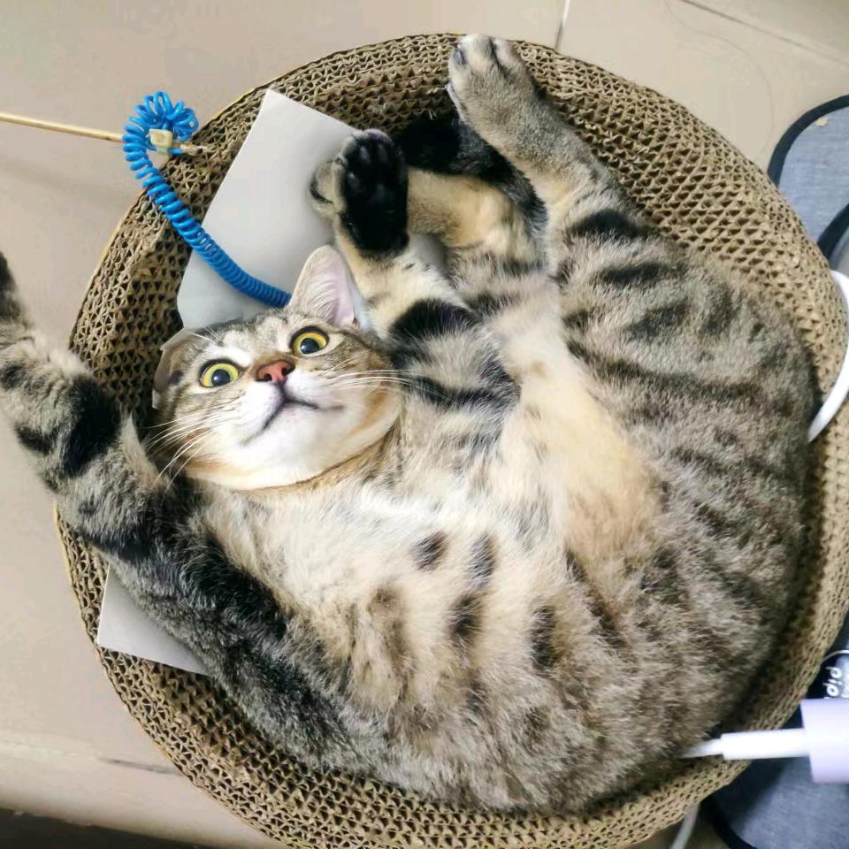 多多猫😽😿