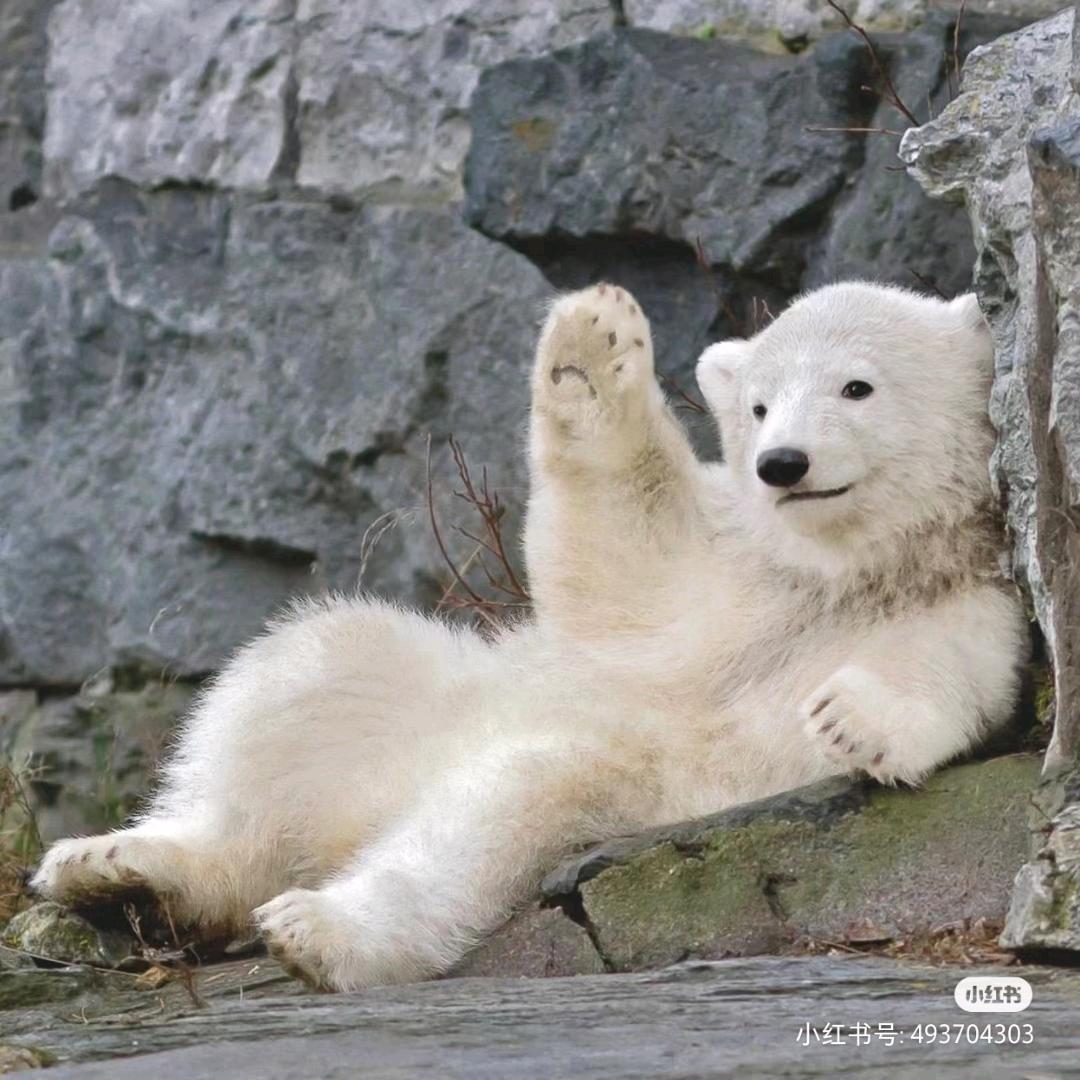 小熊的快乐生活