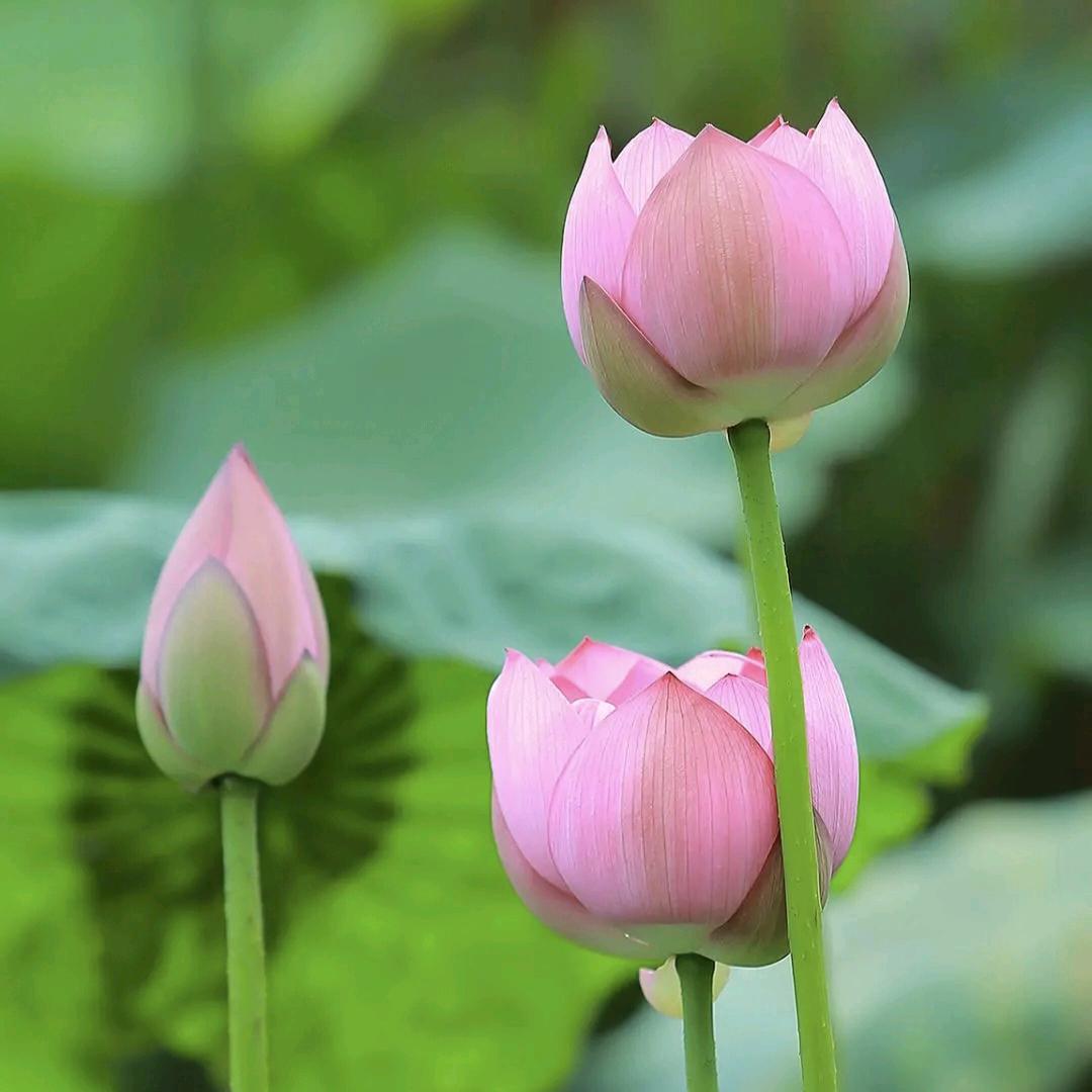 九华山地藏菩萨（ 祈福结缘 ）9587