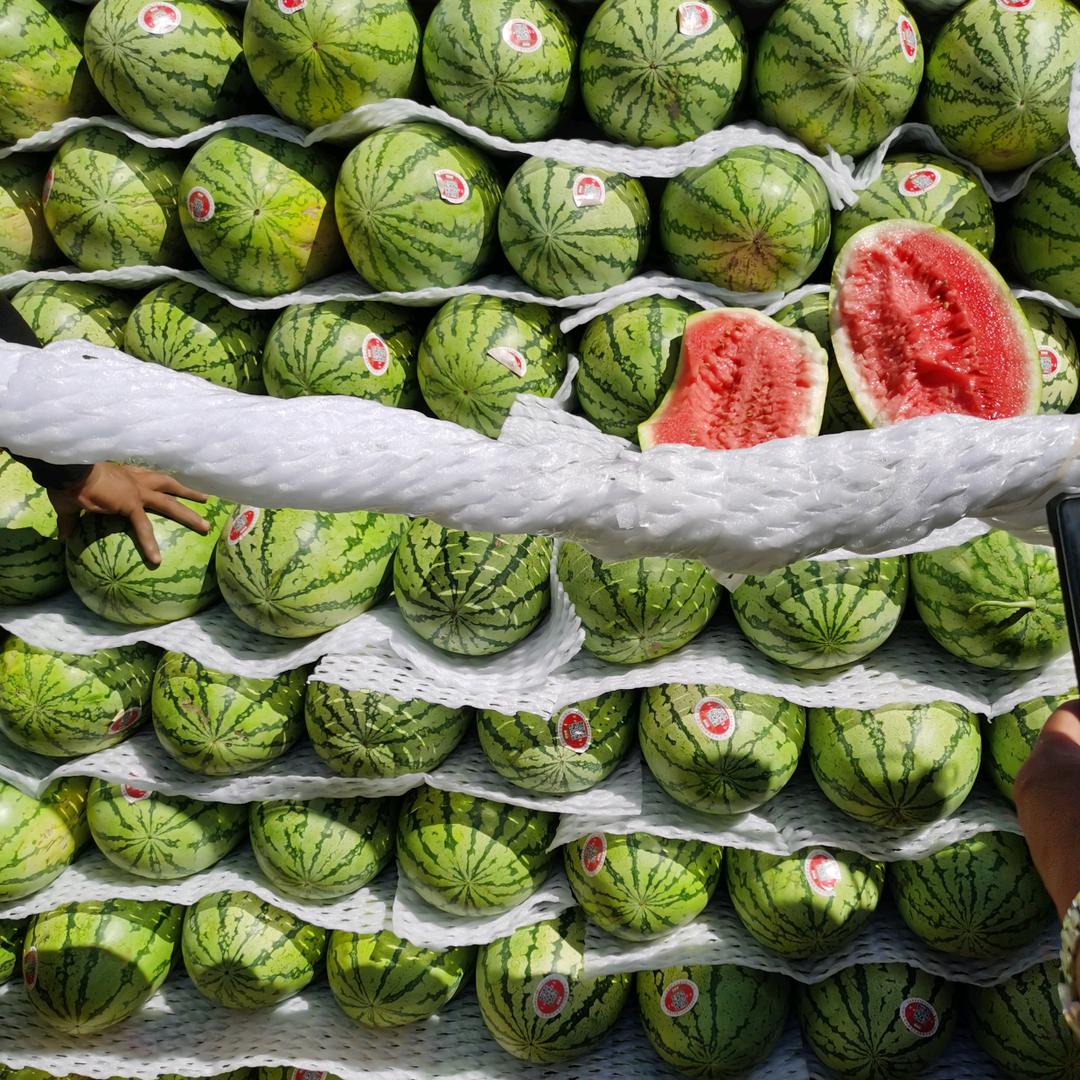 小冯哥的西瓜日记