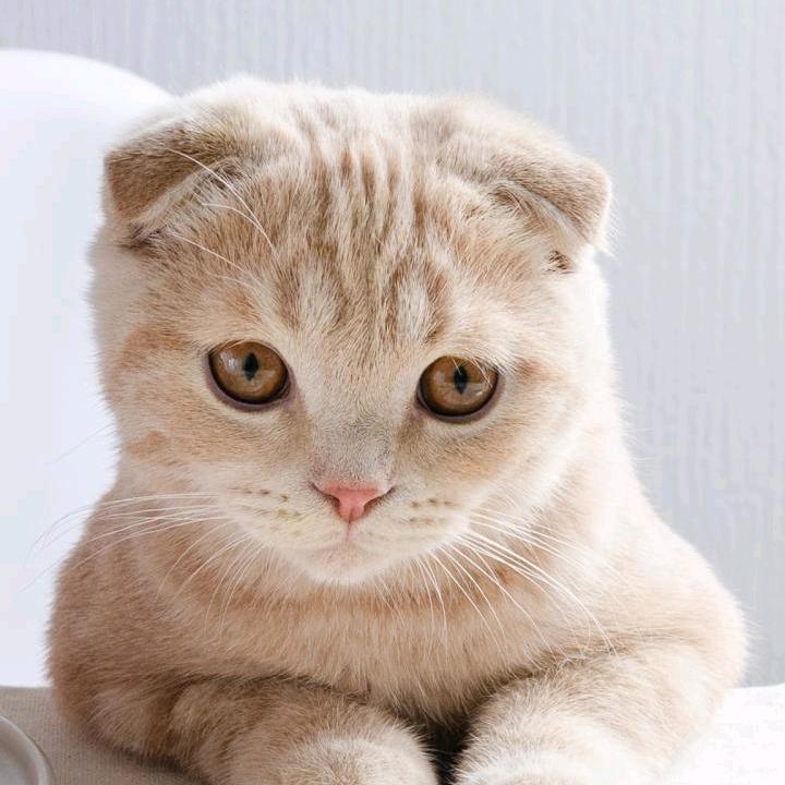 李老头
