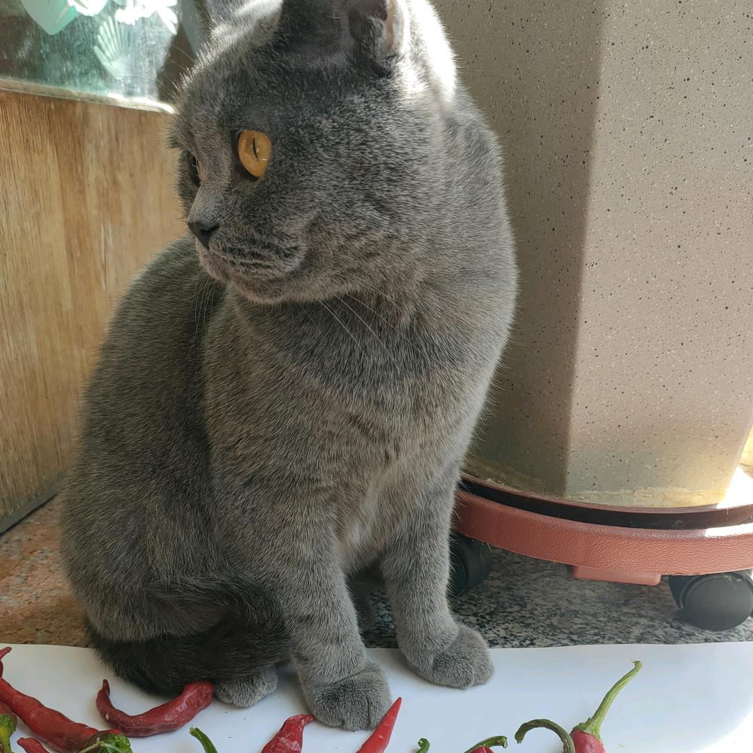 盐粒粒