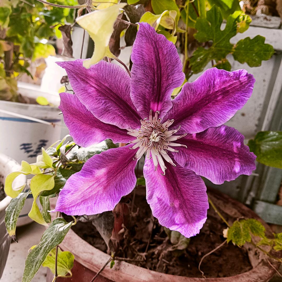 Xi  huan我的花园