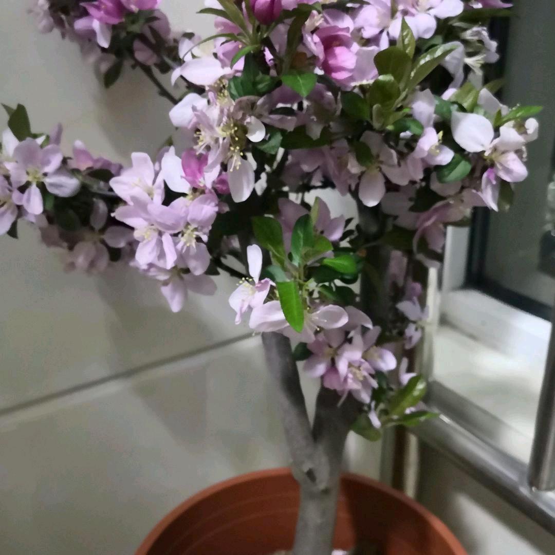 蛋蛋